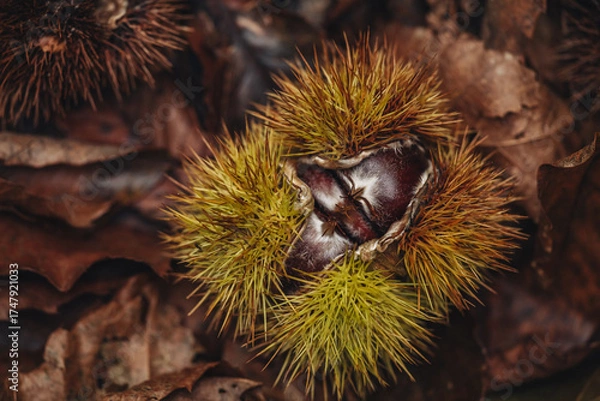 Obraz Chestnut burr just picked in the Italian forest
