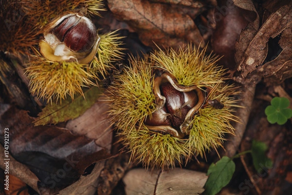 Obraz Chestnut burr just picked in the Italian forest