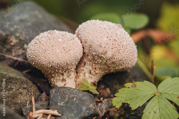 Fototapeta Wild fresh mushrooms in the forest in October