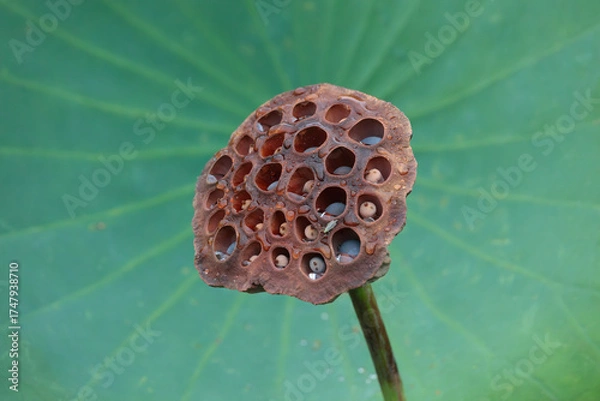 Fototapeta 葉が背景の枯れかけた蓮の花托