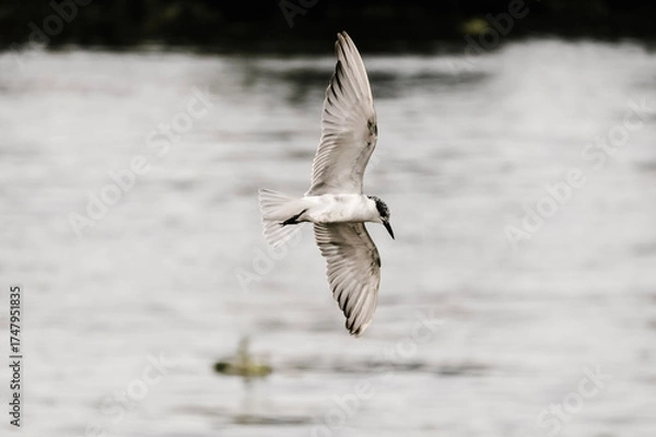Obraz seagull in flight