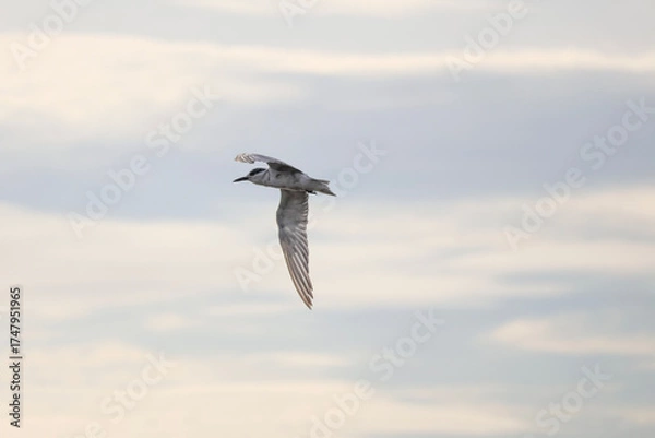 Obraz seagull in flight