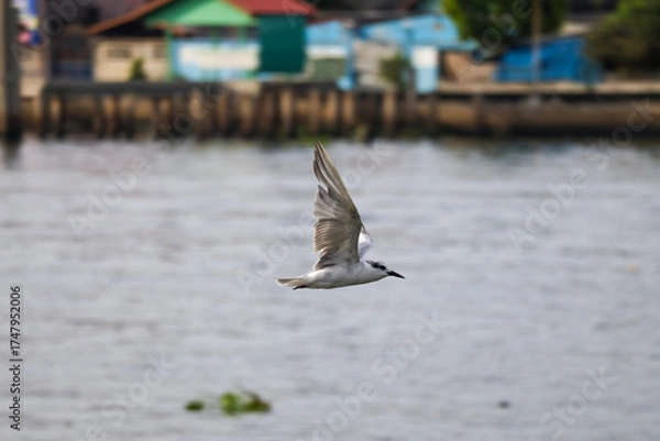 Obraz seagull in flight