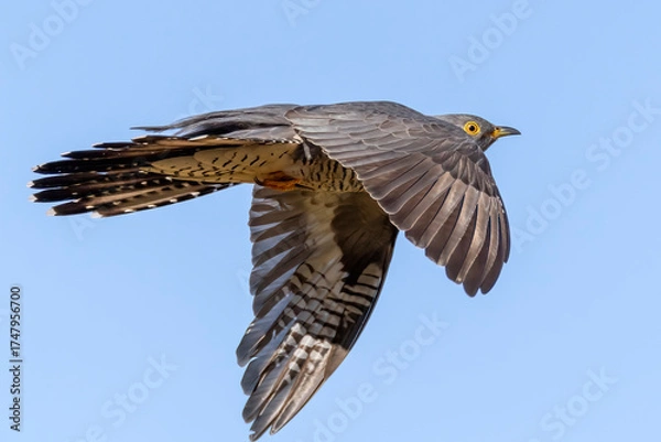 Obraz Common Cuckoo