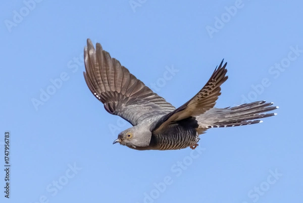 Fototapeta Common Cuckoo