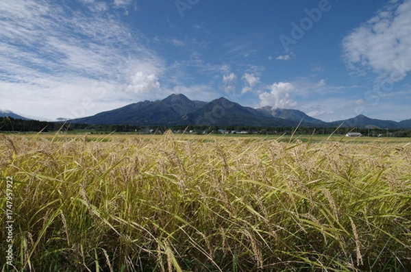 Obraz 日本の秋　妙高山と稲田