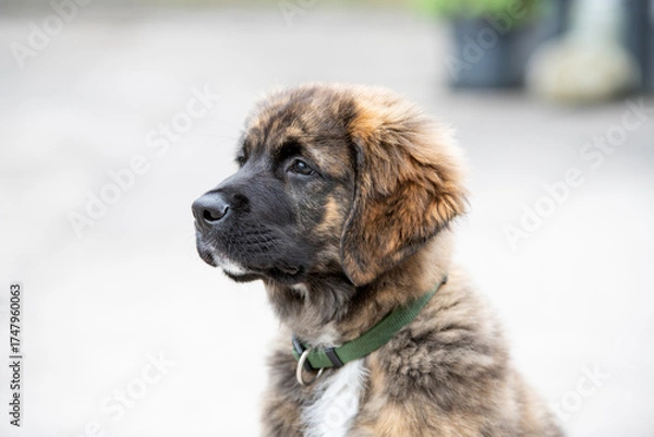 Obraz Hunde Baby Mischling