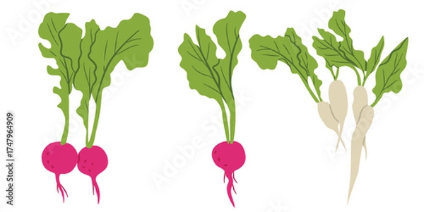 Fototapeta Radish Root Vegetable Set Flat Vector Illustration