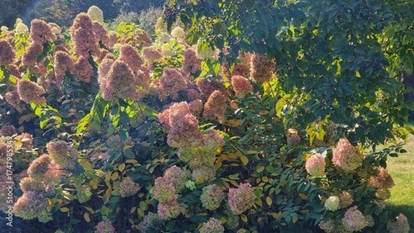 Obraz Autumn landscape with colorful flowers. Hydrangea paniculata.