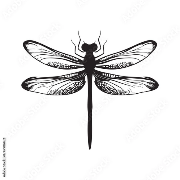 Fototapeta Dragonfly silhouette, Silhouette dragonfly isolated flat design black and white vector illustration, Black vector illustration on white Background