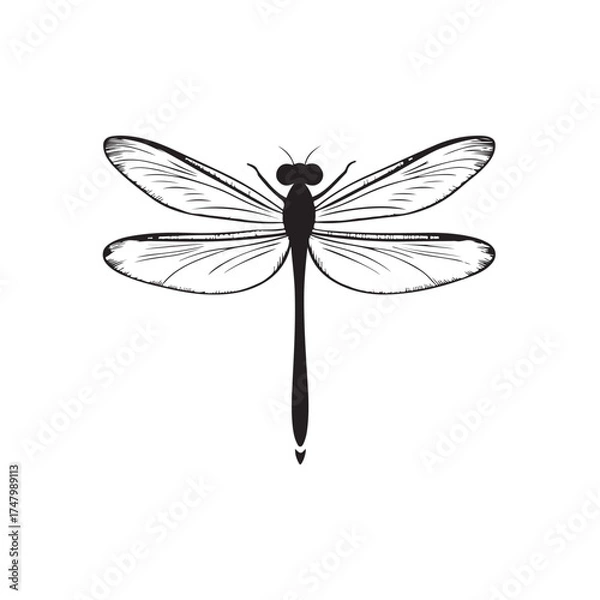 Fototapeta Dragonfly silhouette, Silhouette dragonfly isolated flat design black and white vector illustration, Black vector illustration on white Background
