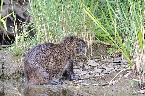 Obraz Nutria am Ufer