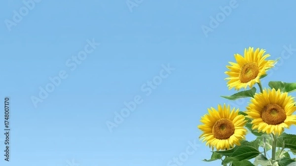 Fototapeta Bright Sunflowers Against a Clear Blue Sky with Space for Text and Designs