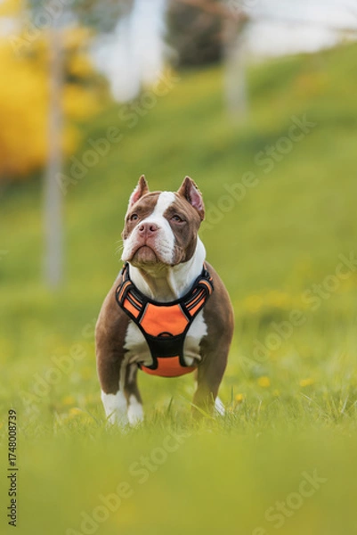 Fototapeta puppy american bullies summer in the grass. spring in the park