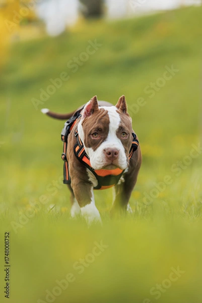 Obraz puppy american bullies summer in the grass. spring in the park