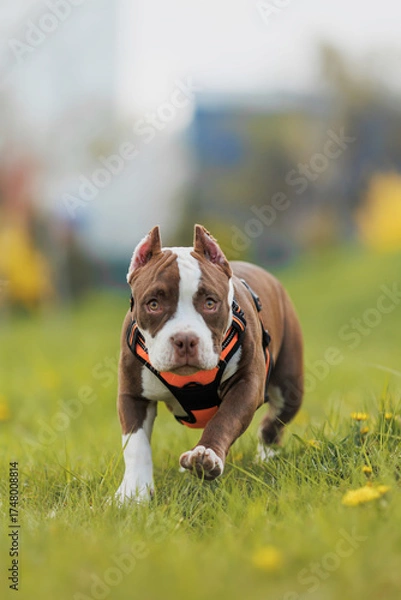 Fototapeta puppy american bullies summer in the grass. spring in the park