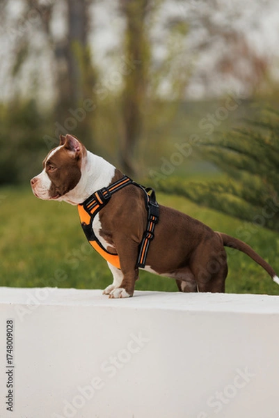 Fototapeta puppy american bullies summer in the grass. spring in the park