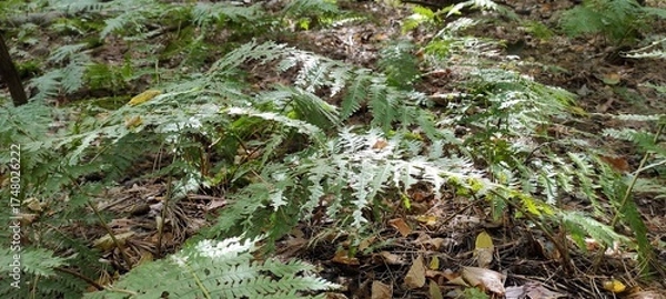 Obraz Green Fern Leaves Illuminated By Sunlight Among Forest Floor In Autumn Woodland