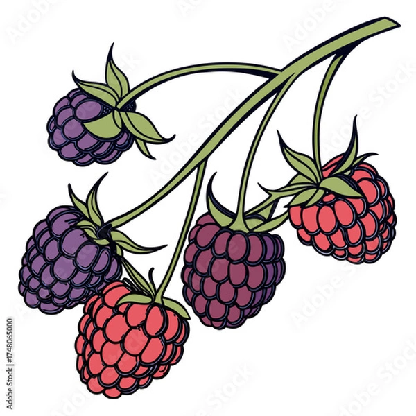 Fototapeta olallieberry on white background 