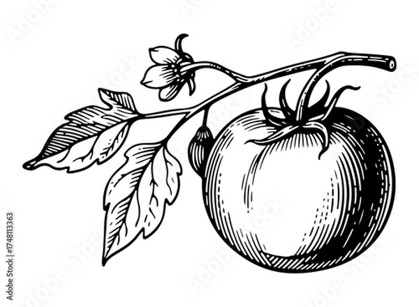 Obraz Tomatoes. Vector engraving style illustration