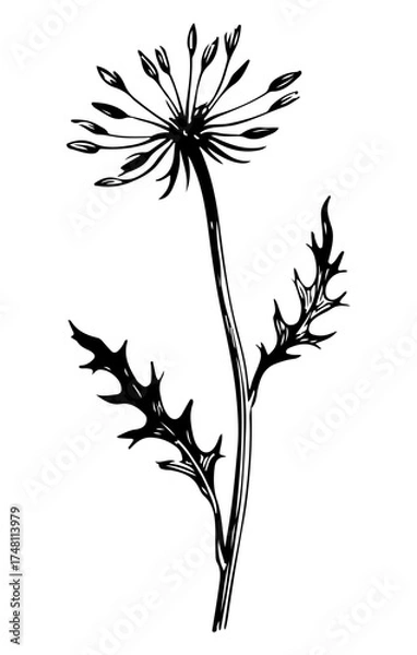Obraz Weed tree vector engraving style illustration