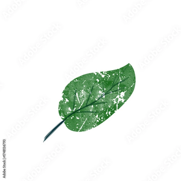 Fototapeta Textured green leaf with central vein on white background, artistic and natural style.