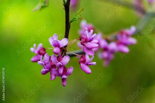 Obraz  
Vibrant purple flowers Eastern Redbud Cercis canadensis blooming on tree branch with lush green background, capturing the essence of spring. Close-up of purple spring blossom of Eastern Redbud