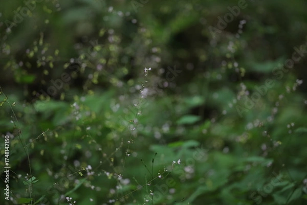 Obraz 森のヌスビトハギ