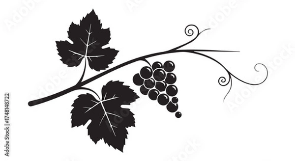 Fototapeta Black silhouette of a grape vine with leaves and a bunch of grapes isolated on transparent background