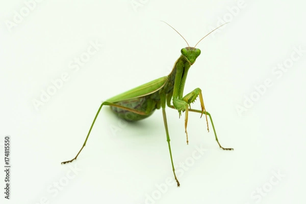 Fototapeta Praying mantis