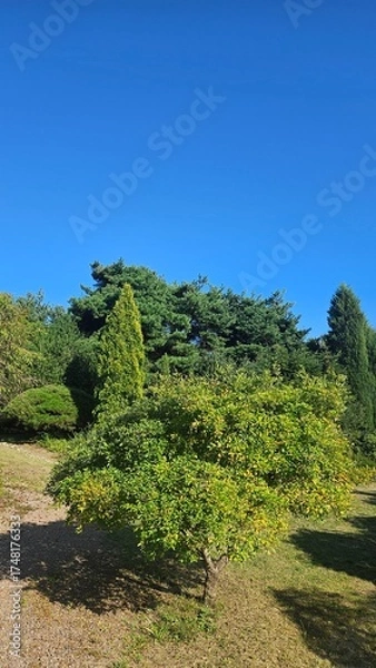 Obraz trees in the mountains