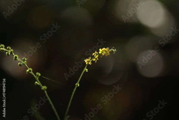 Obraz 森の木漏れ日に照らされるキンミズヒキ