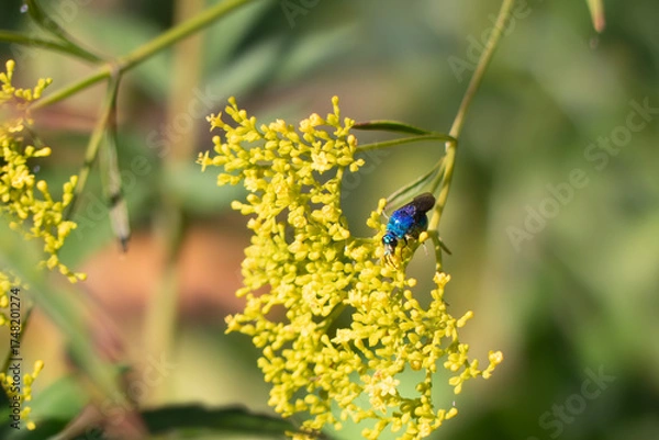 Obraz 幸せを運ぶ蜂　メタリックブルーが輝くオオセイボウ