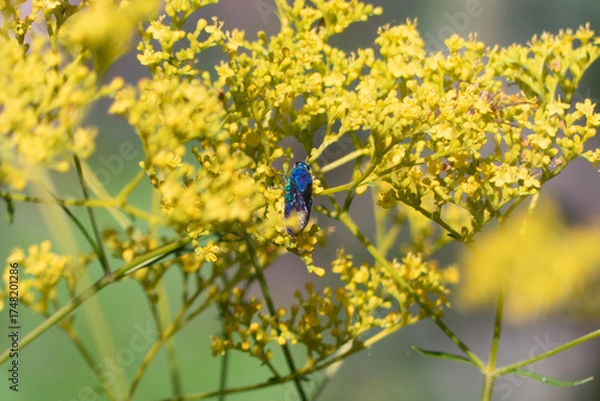 Obraz 幸せを運ぶ蜂　メタリックブルーが輝くオオセイボウ