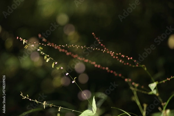 Obraz ミズヒキの小さな赤い果実