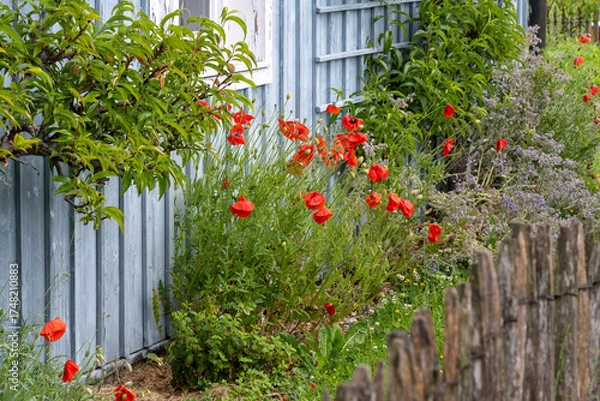 Obraz Bootshaus mit Bauerngarten