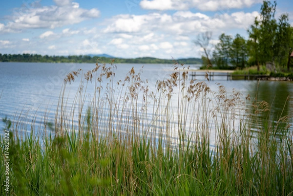 Obraz Schilf am Seeufer