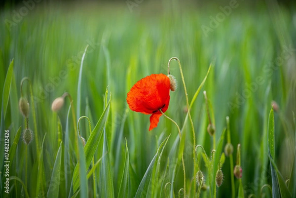 Obraz Klatschmohnblüte