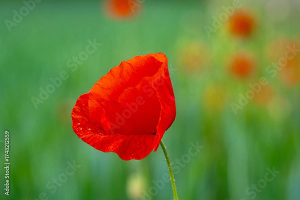 Obraz Klatschmohnblüte