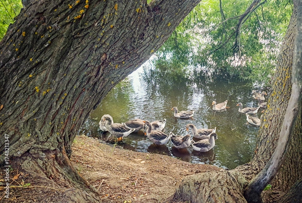 Fototapeta water's edge, in the shade of foliage, a group of ducks waits out the hot afternoon