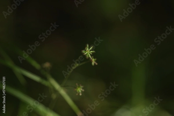 Obraz 独特の形状をしたノブキの果実