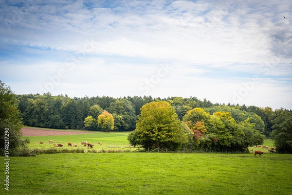 Obraz Kühe auf der Weide