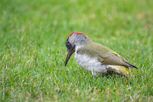 Obraz Grünspecht auf Wiese