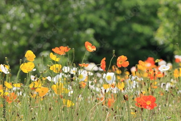 Fototapeta 全盛期のポピー畑