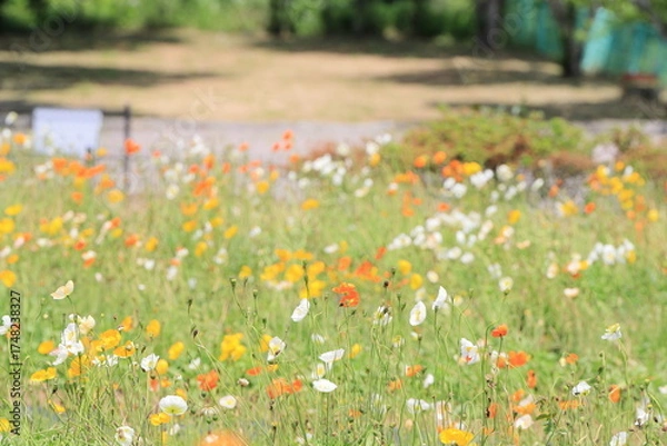 Fototapeta ポピーの花畑