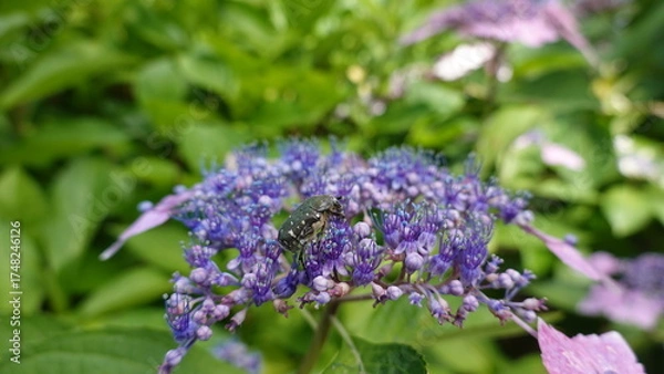 Obraz 美しいアジサイの花