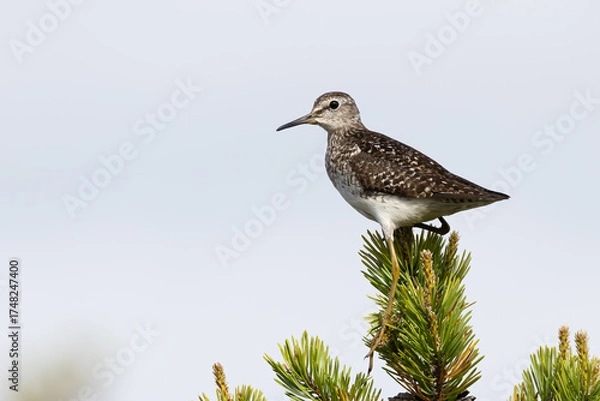 Obraz Wood sandpiper