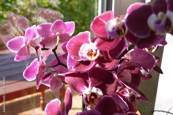 Obraz bujny storczyk