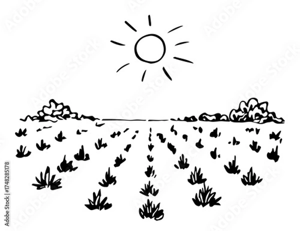 Fototapeta Farm fields, agave plantations, growing plants. Tequila production, mezcal, alcoholic drink. Sun in the sky, rows of bushes. Hand drawn vector drawing with black outline.