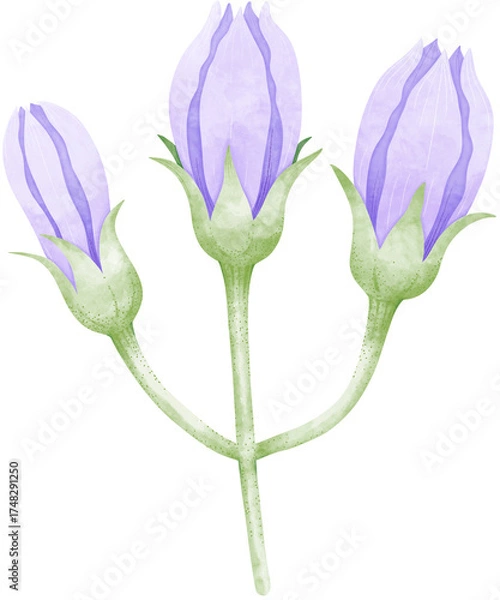Obraz Watercolor Eggplant Flower Bud